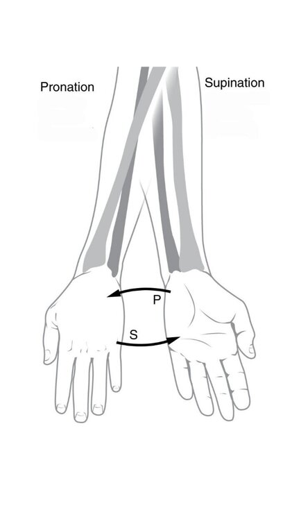 an arm showing bones, palm up and palm down.  when palm down the bones cross each other like an x