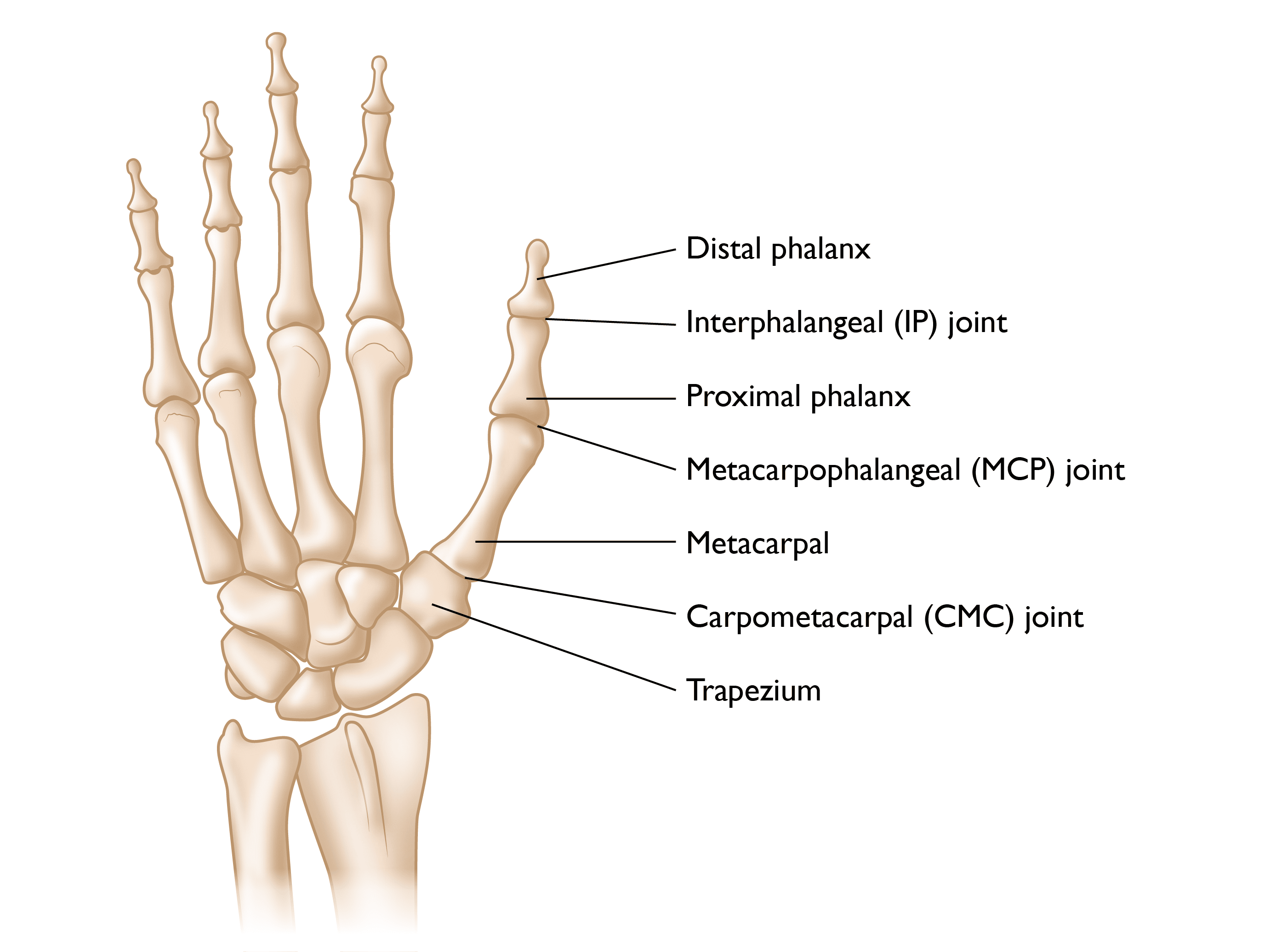 thumb bones.  the important one is the metacarpal, at the base of the thumb
