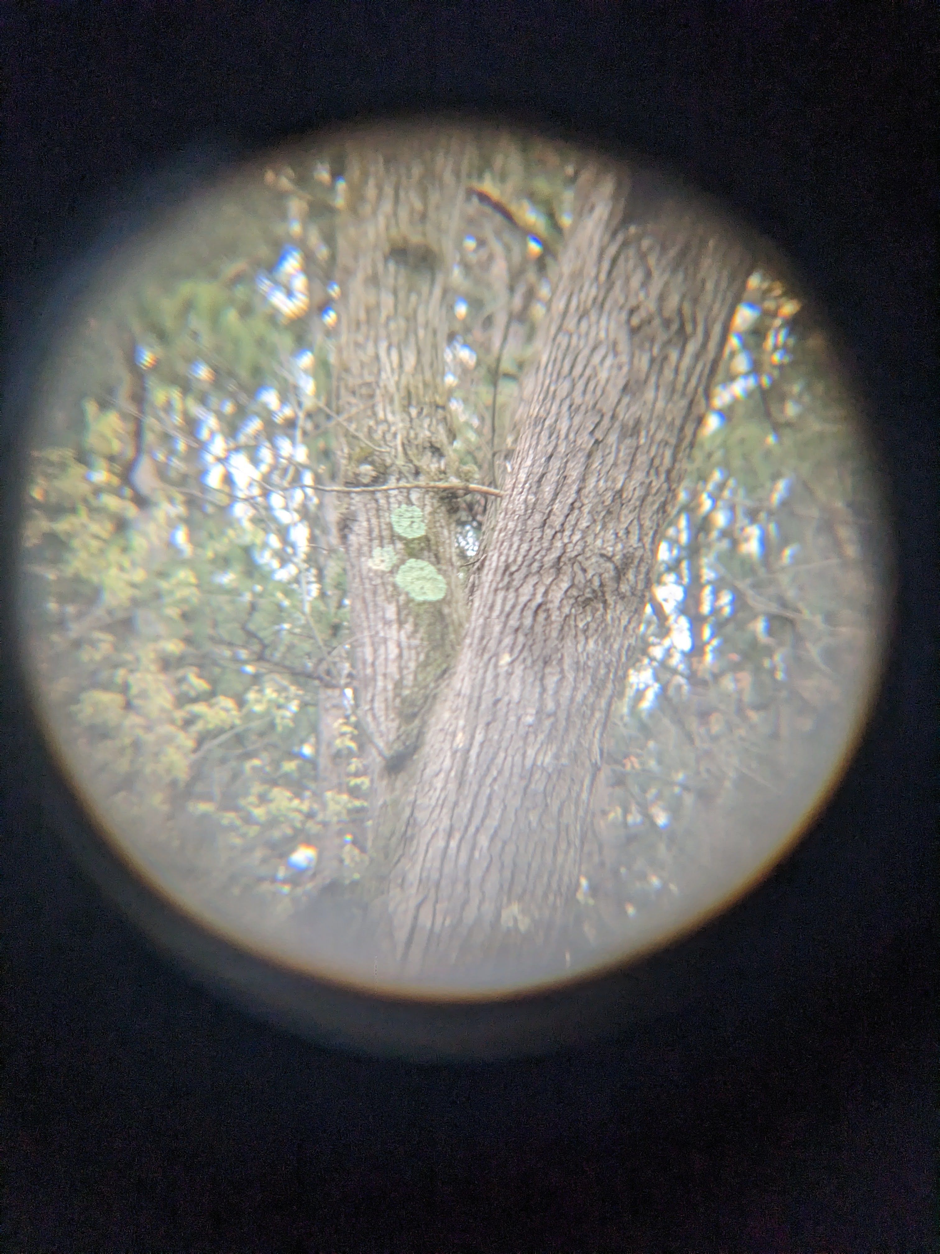 some lichen growing in the crook of a tree