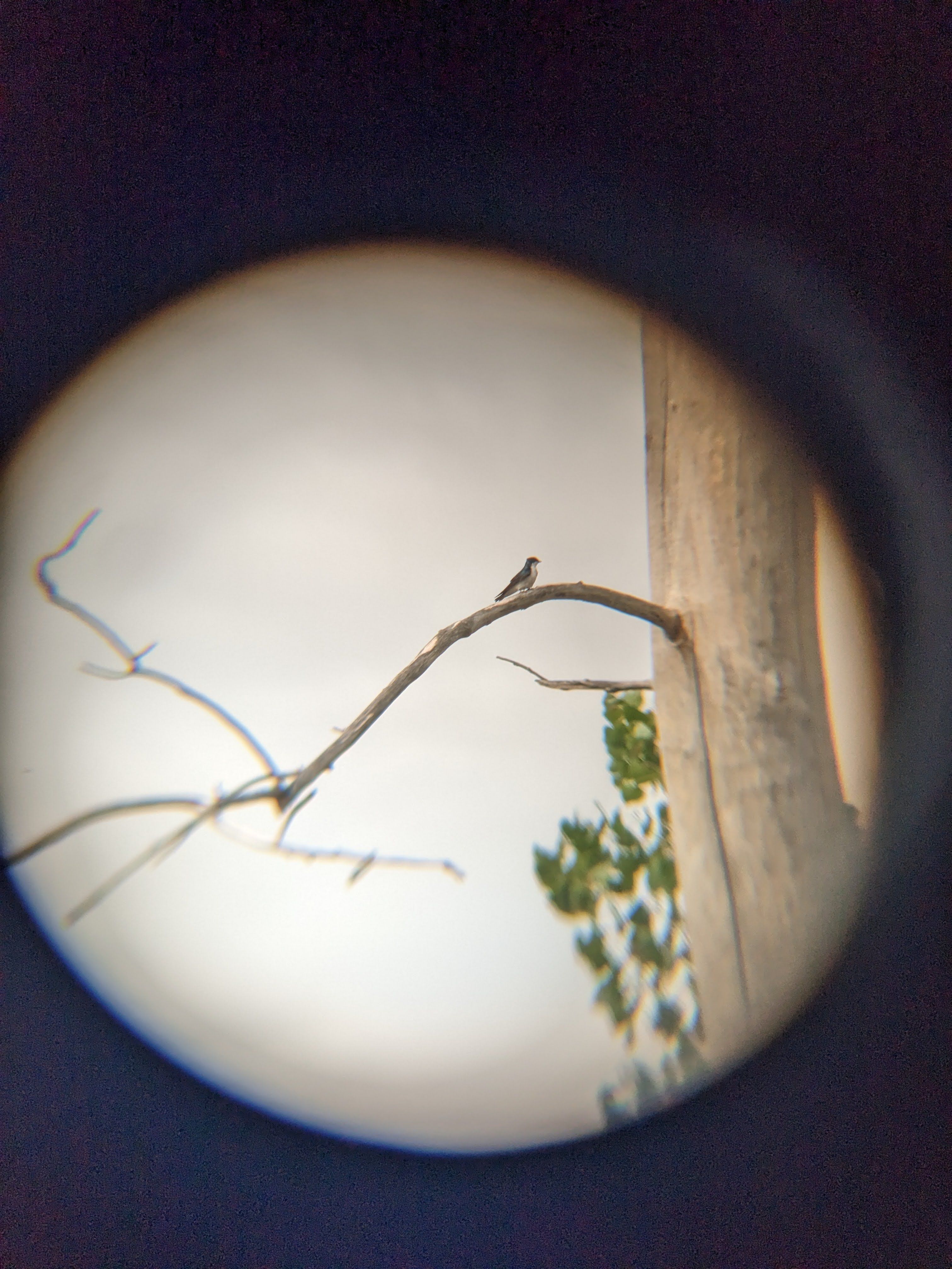 a bird on a tree brach