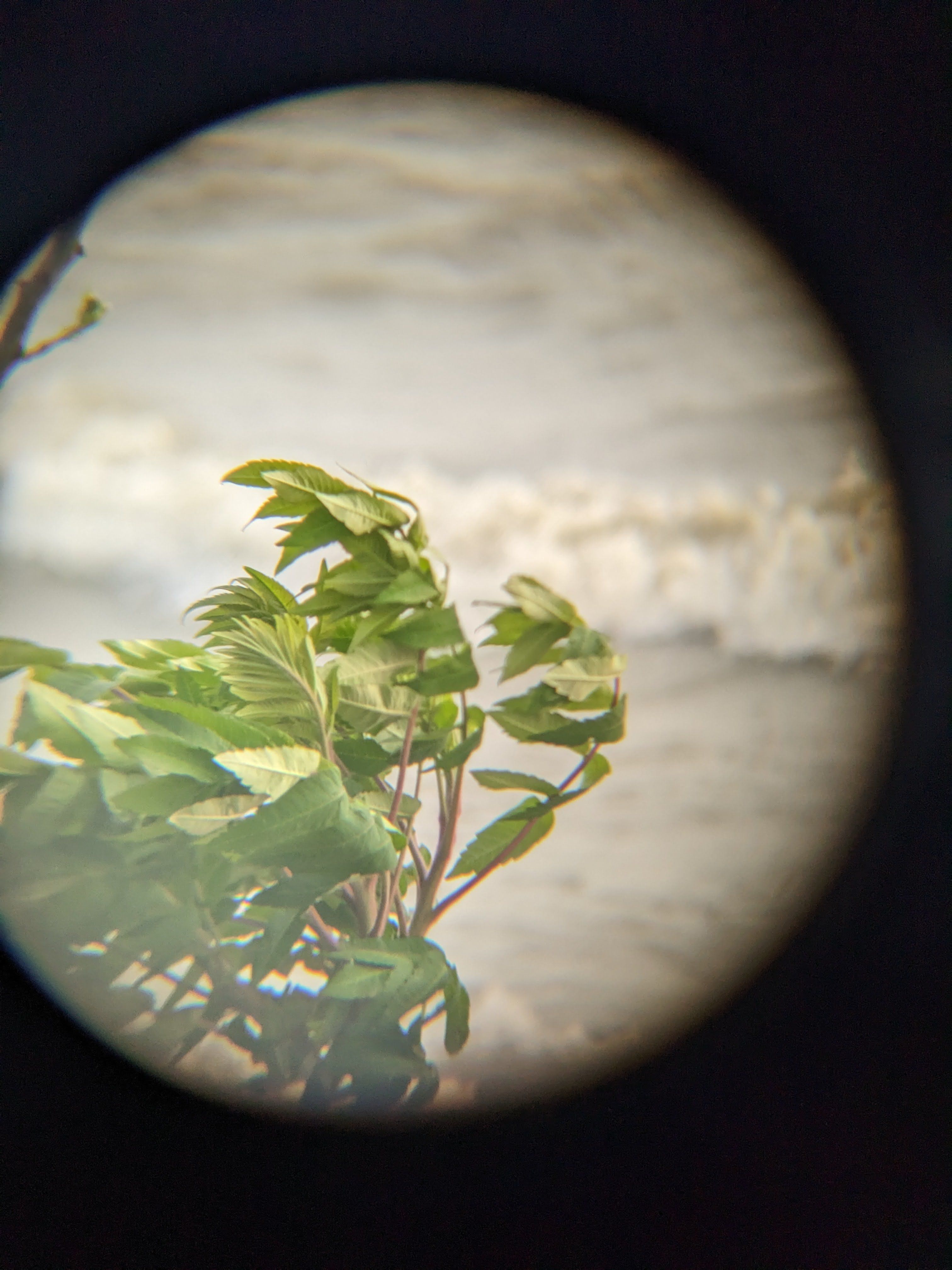 windblown leaves on a branch on a beach