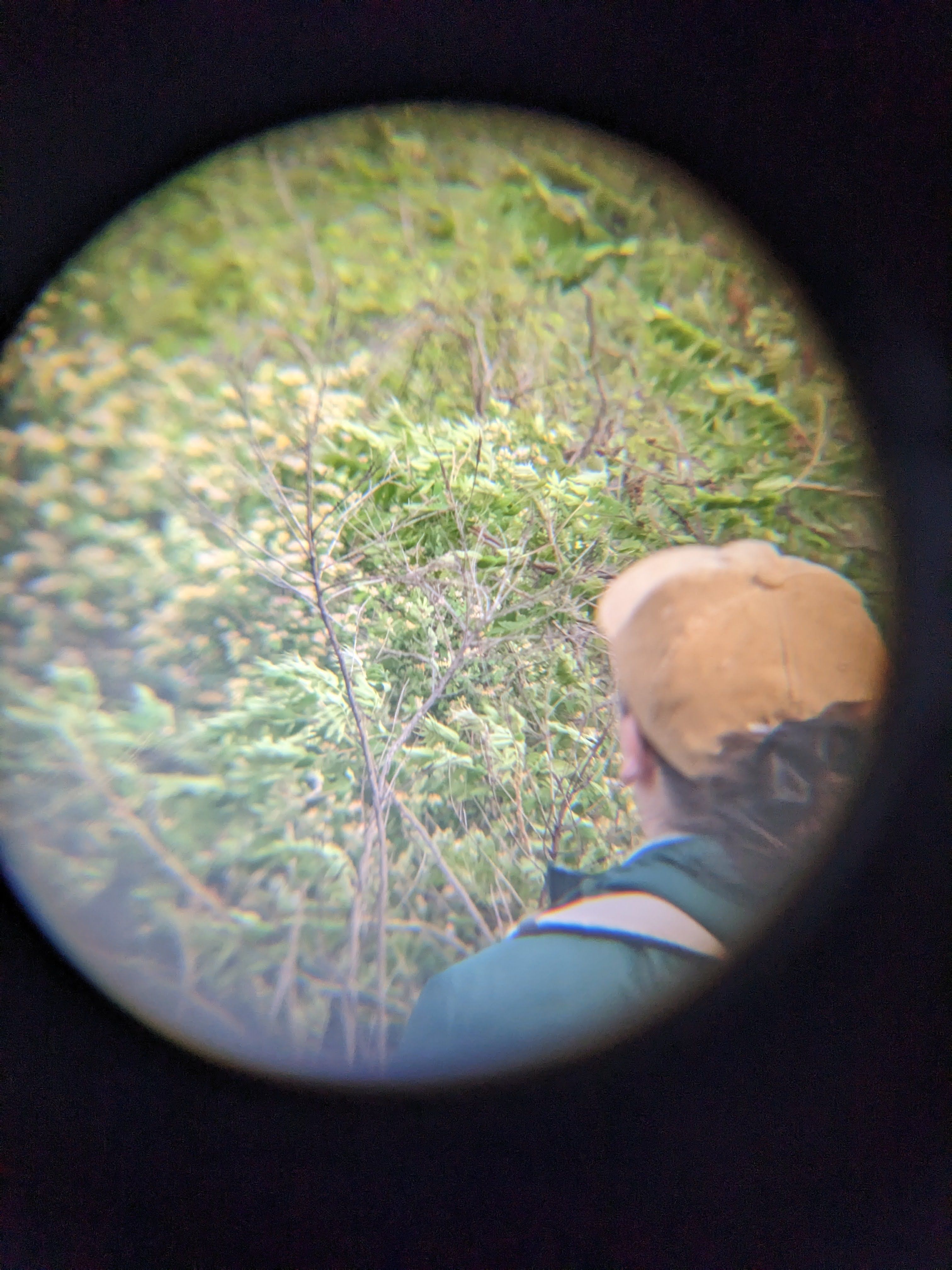 a woman in a yellow hat looks into the trees