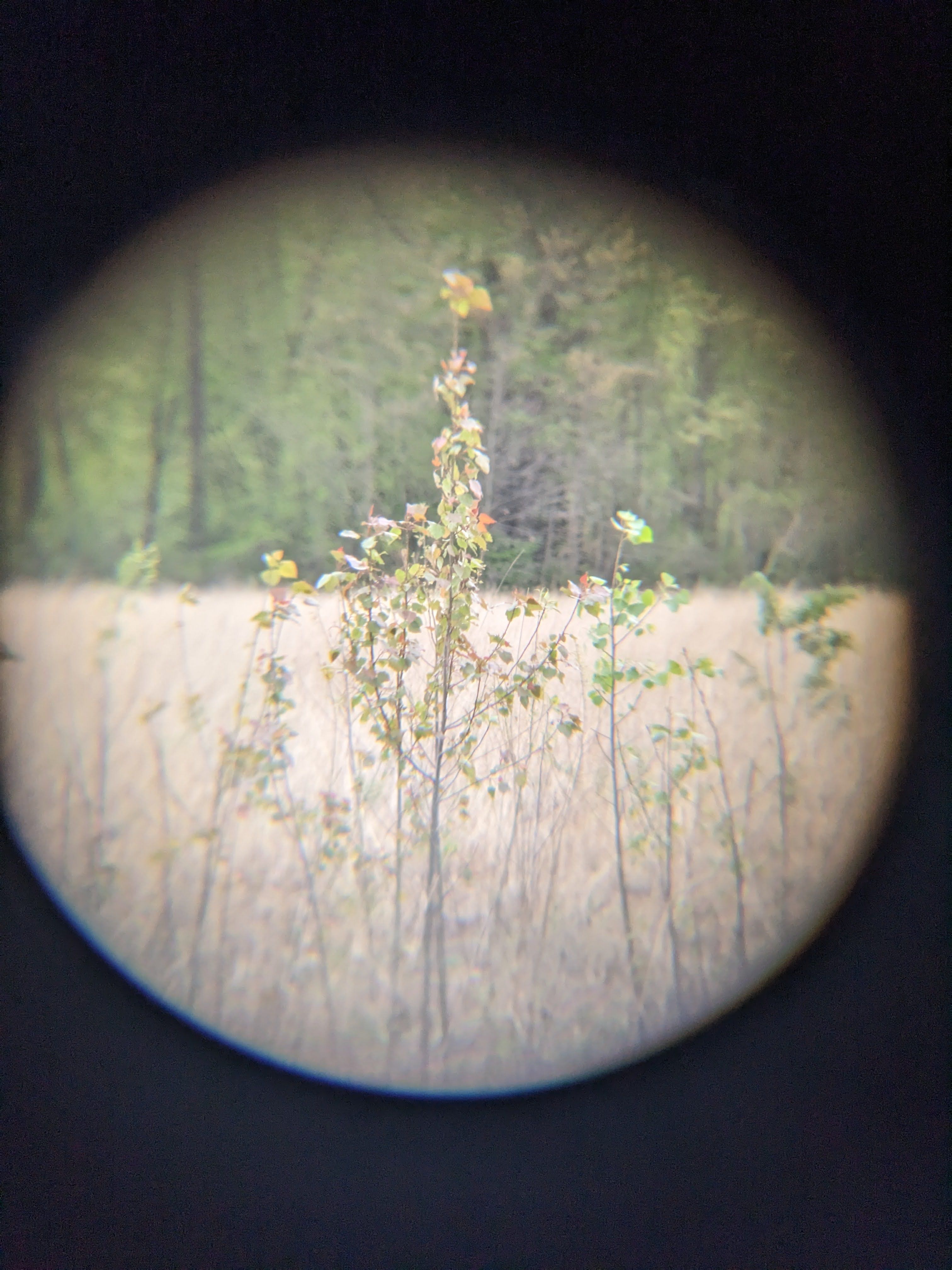 a plant in a field